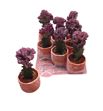 Pl. euphorbia diverso cristata 20cm x8 - EUPDIVCRI81020
