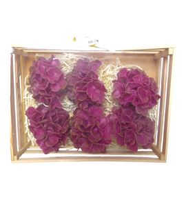 Hydrangea encerada bordeaux 6 und - HYDENCBOR6