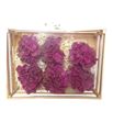 Hydrangea encerada bordeaux 6 und - HYDENCBOR6