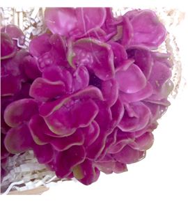 Hydrangea encerada bordeaux 6 und - HYDENCBOR6