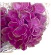 Hydrangea encerada bordeaux 6 und - HYDENCBOR61