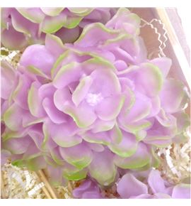 Hydrangea encerada rosa 6 und - HYDENCROS6