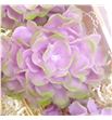 Hydrangea encerada rosa 6 und - HYDENCROS61