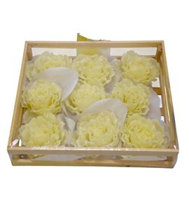 Paeonia encerada blanca 9 und - PAEENCBLA9