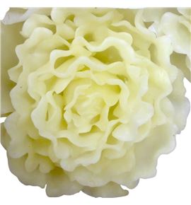 Paeonia encerada blanca 9 und - PAEENCBLA9