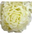 Paeonia encerada blanca 9 und - PAEENCBLA91