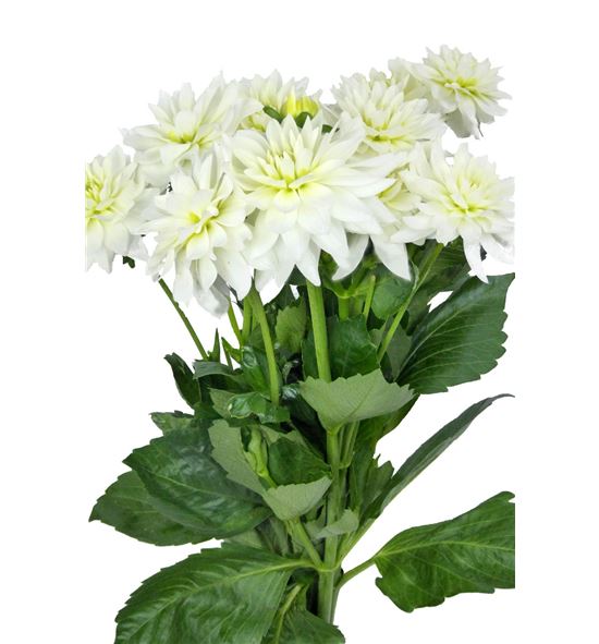 Dahlia maarten zwaan 70 - DAHMAAZWA
