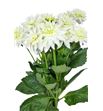 Dahlia maarten zwaan 70 - DAHMAAZWA