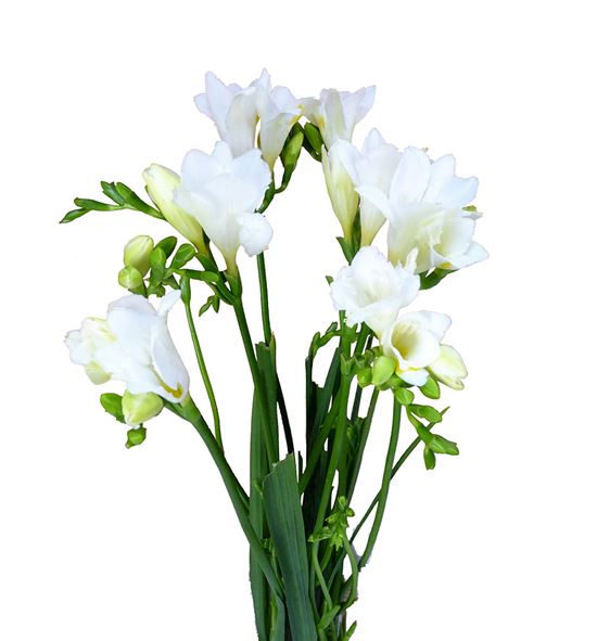 Fresia starlight 52 - FREINZ