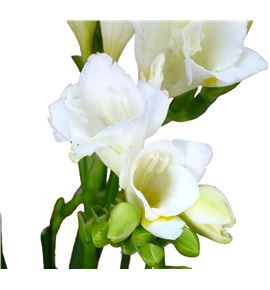 Fresia starlight 52 - FREINZ