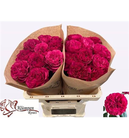 Rosa hol cherry velvet 50 - RGRCHEVEL