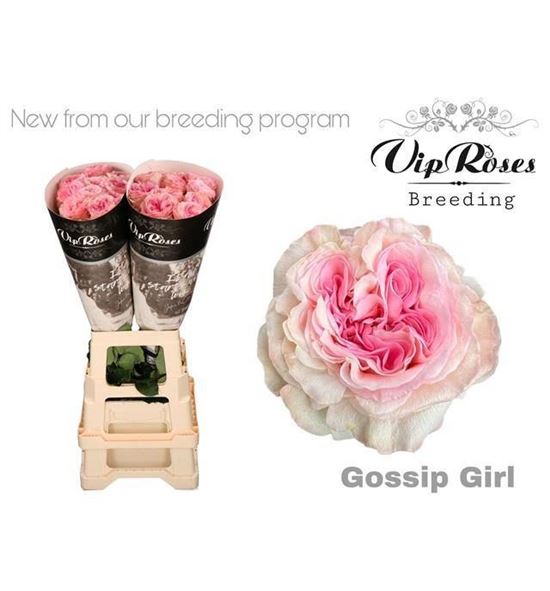 Rosa hol gossip girl 70 - RGRGOSGIR