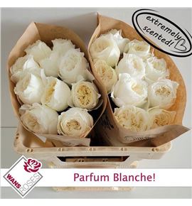 Rosa hol parfun blanche 60 - RGRPARBLA