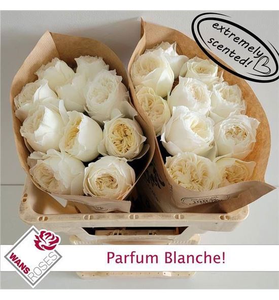 Rosa hol parfun blanche 60 - RGRPARBLA