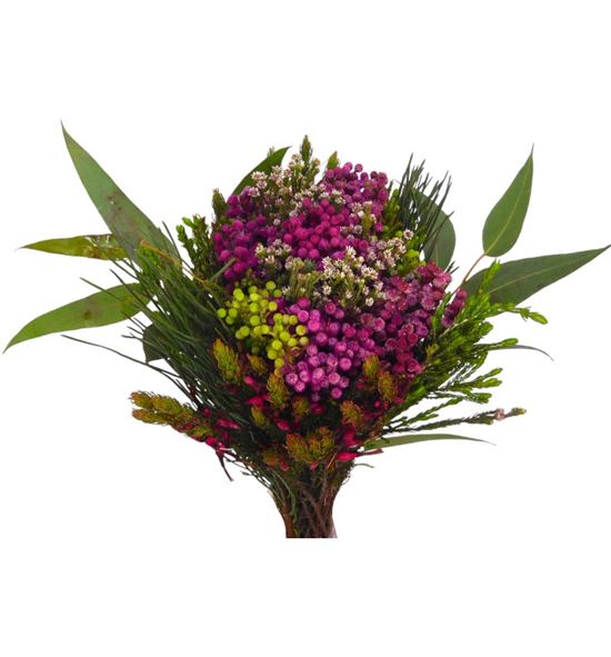 Bqt kaaps berzilia pink 45 - BQTKAABERPIN