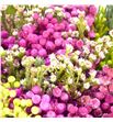 Bqt kaaps berzilia pink 45 - BQTKAABERPIN1