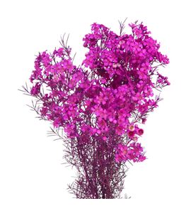 Chame teñido hot pink 70 - CHATENHOTPIN