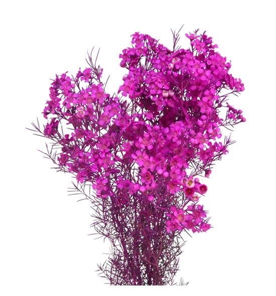 Chame teñido hot pink 70 - CHATENHOTPIN