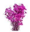 Chame teñido hot pink 70 - CHATENHOTPIN