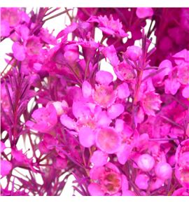 Chame teñido hot pink 70 - CHATENHOTPIN