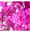 Chame teñido hot pink 70 - CHATENHOTPIN1