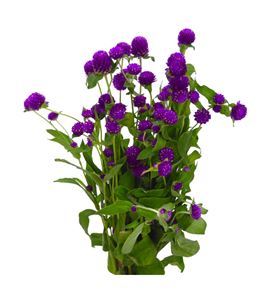Gomph purple 50 - GOMPUR