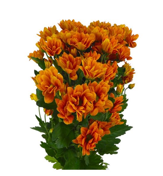 Marg hol managua orange - MHMANORA