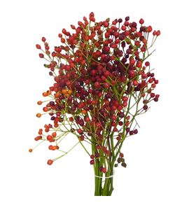 Rozen fair jewel 35 - ROZFAIJEW