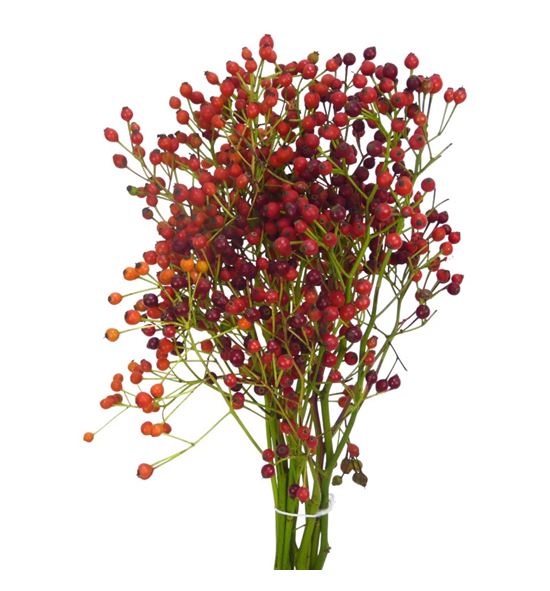 Rozen fair jewel 35 - ROZFAIJEW