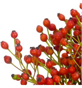 Rozen fair jewel 35 - ROZFAIJEW