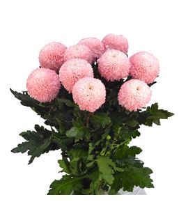 Cr teñido sweet roosvice 70 - CRGTENSWEROO