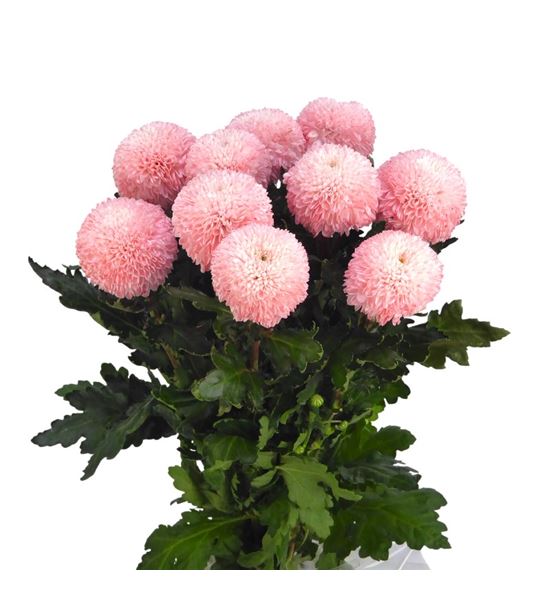 Cr teñido sweet roosvice 70 - CRGTENSWEROO