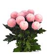 Cr teñido sweet roosvice 70 - CRGTENSWEROO
