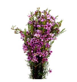 Chame fucsia pride 80 - CHAFUCPRI