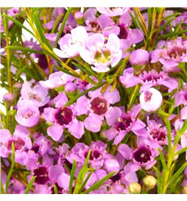 Chame fucsia pride 80 - CHAFUCPRI