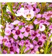 Chame fucsia pride 80 - CHAFUCPRI1