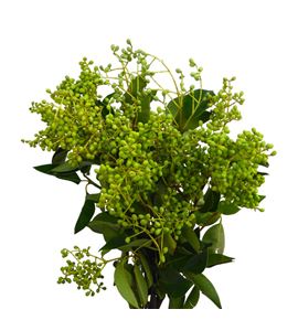 Eucalipto fruto 55 - EUCFRU