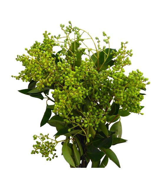 Eucalipto fruto 55 - EUCFRU