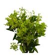 Eucalipto fruto 55 - EUCFRU