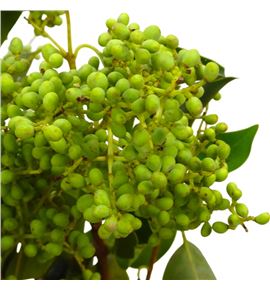Eucalipto fruto 55 - EUCFRU