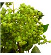 Eucalipto fruto 55 - EUCFRU1