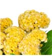 Celosia amarilla - CELAMA1