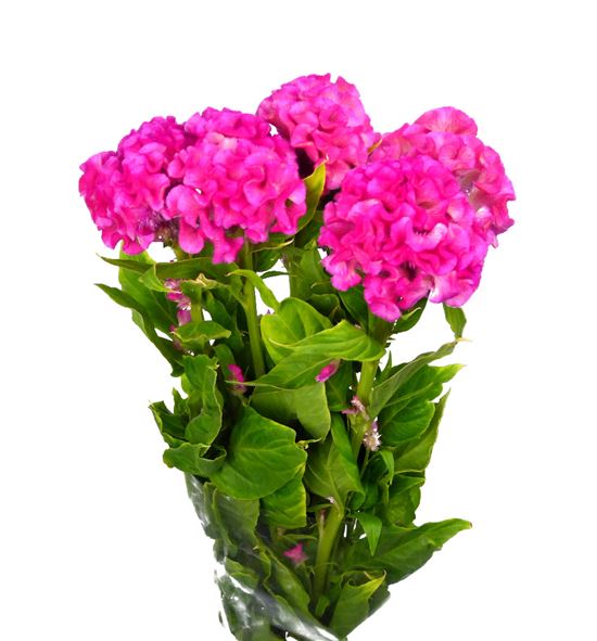 Celosia fucsia - CELFUC