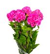 Celosia fucsia - CELFUC