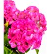 Celosia fucsia - CELFUC1