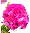 Celosia fucsia - CELFUC2
