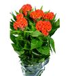 Celosia naranja - CELNAR