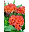 Celosia naranja - CELNAR1