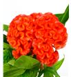 Celosia naranja - CELNAR2