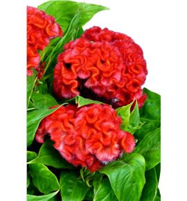 Celosia roja - CELROJ